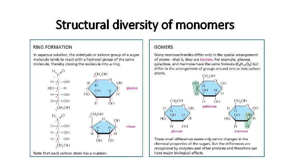 Structural diversity of monomers 