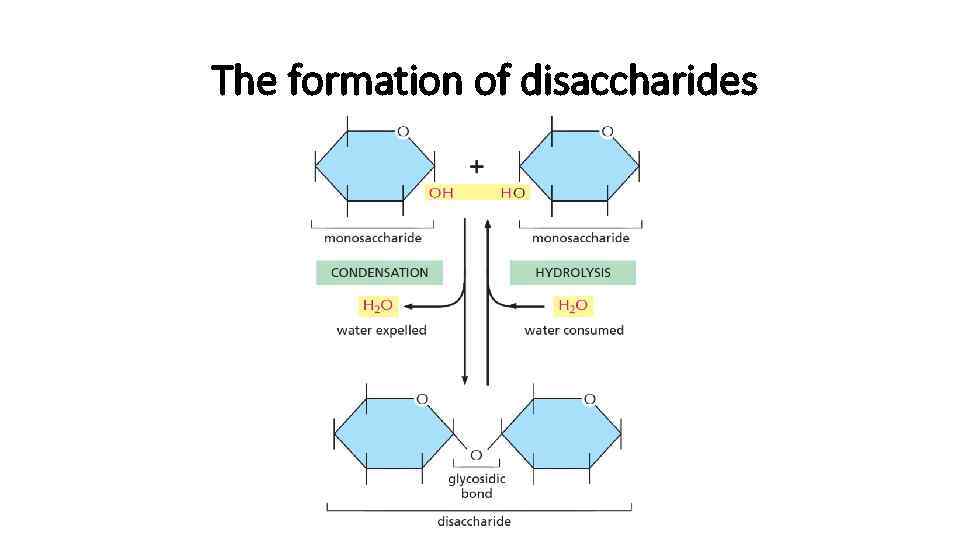 The formation of disaccharides 