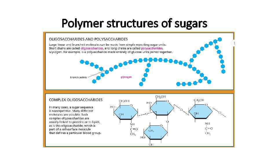 Polymer structures of sugars 