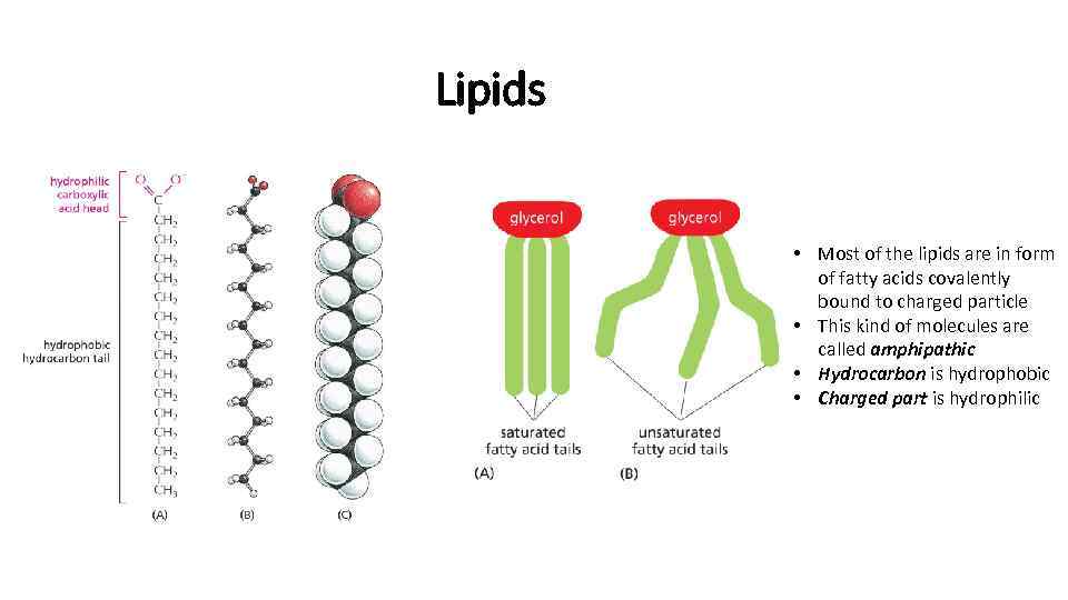 Lipids • Most of the lipids are in form of fatty acids covalently bound