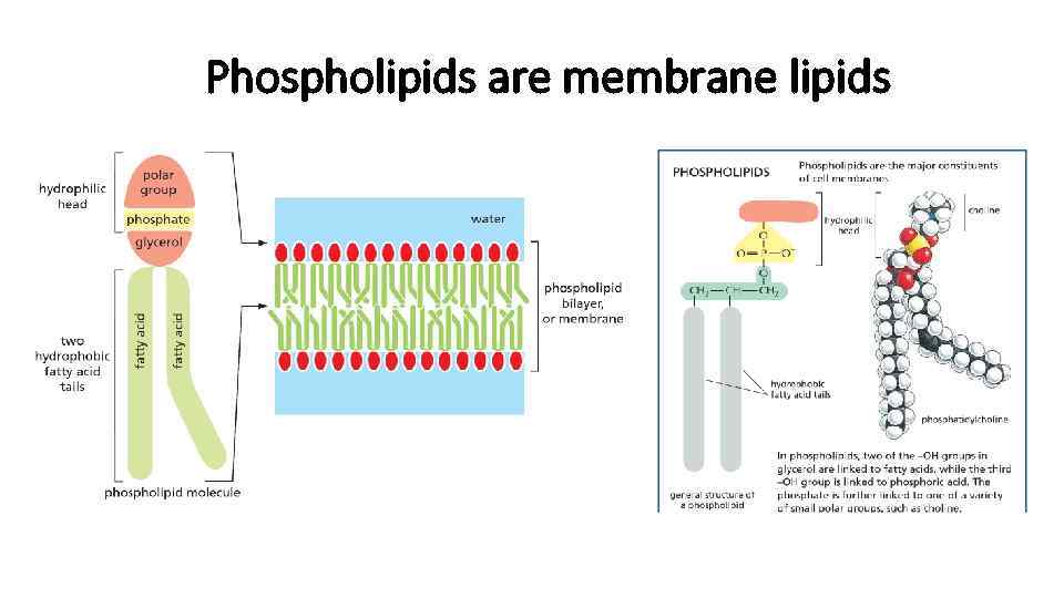 Phospholipids are membrane lipids 