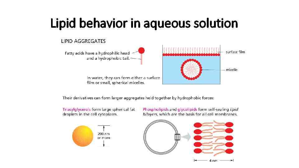 Lipid behavior in aqueous solution 