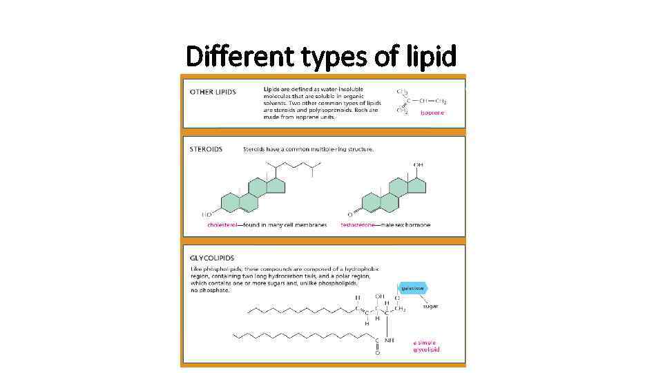 Different types of lipid 