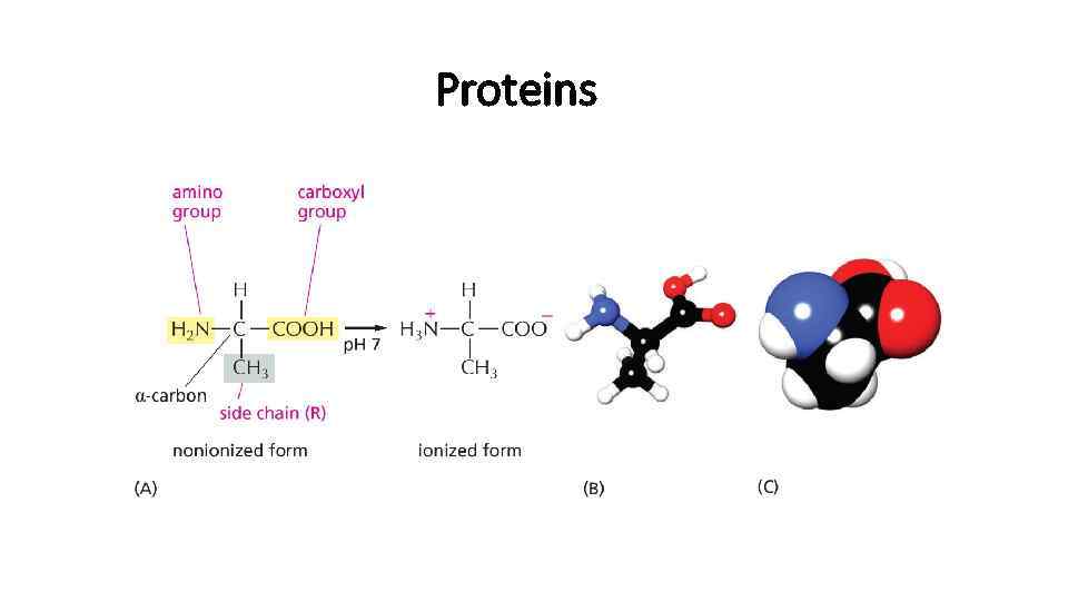 Proteins 