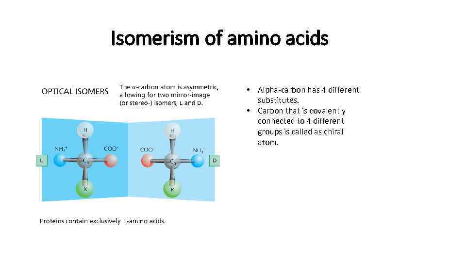 Isomerism of amino acids • Alpha-carbon has 4 different substitutes. • Carbon that is