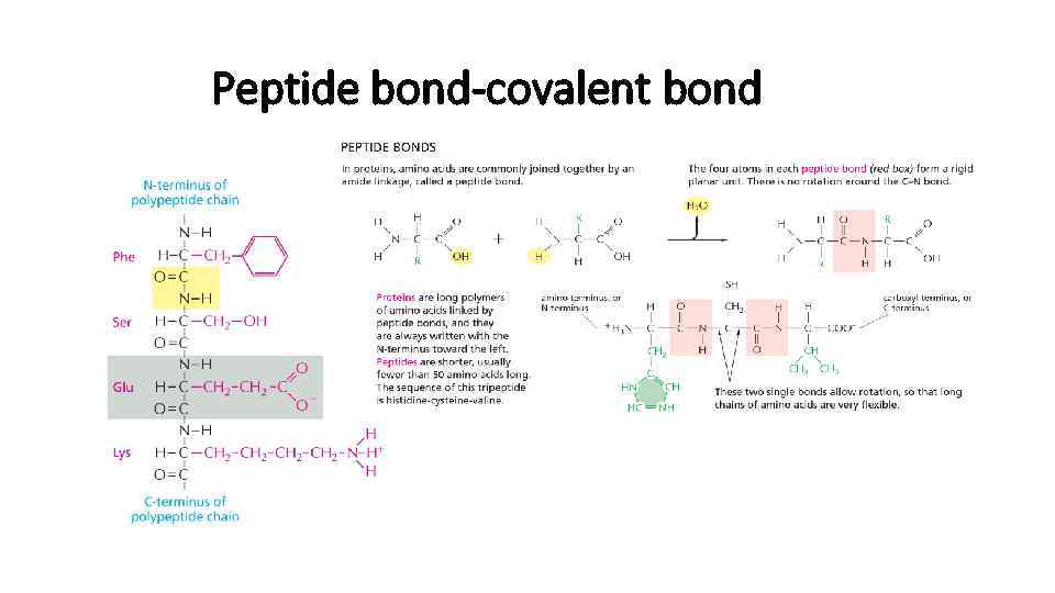 Peptide bond-covalent bond 