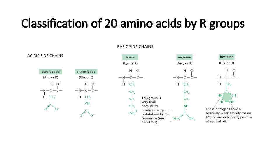 Classification of 20 amino acids by R groups 