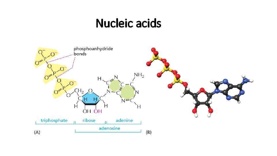 Nucleic acids 