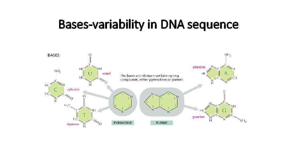 Bases-variability in DNA sequence 