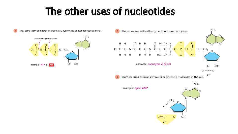 The other uses of nucleotides 