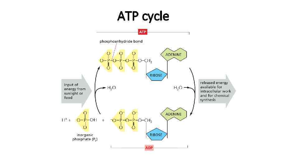 ATP cycle 