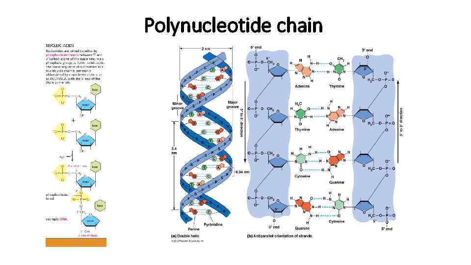 Polynucleotide chain 