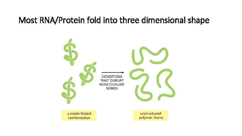 Most RNA/Protein fold into three dimensional shape 