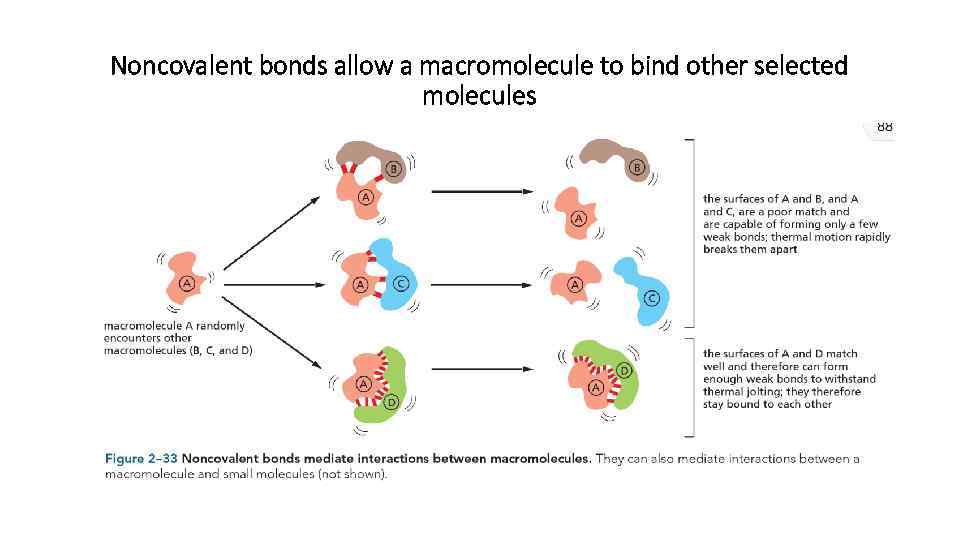 Noncovalent bonds allow a macromolecule to bind other selected molecules 