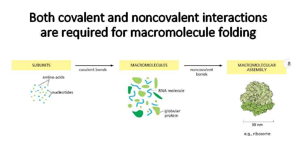 Both covalent and noncovalent interactions are required for macromolecule folding 