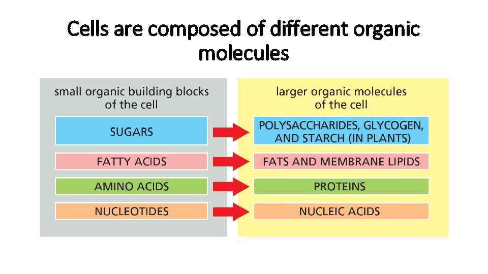 Cells are composed of different organic molecules 