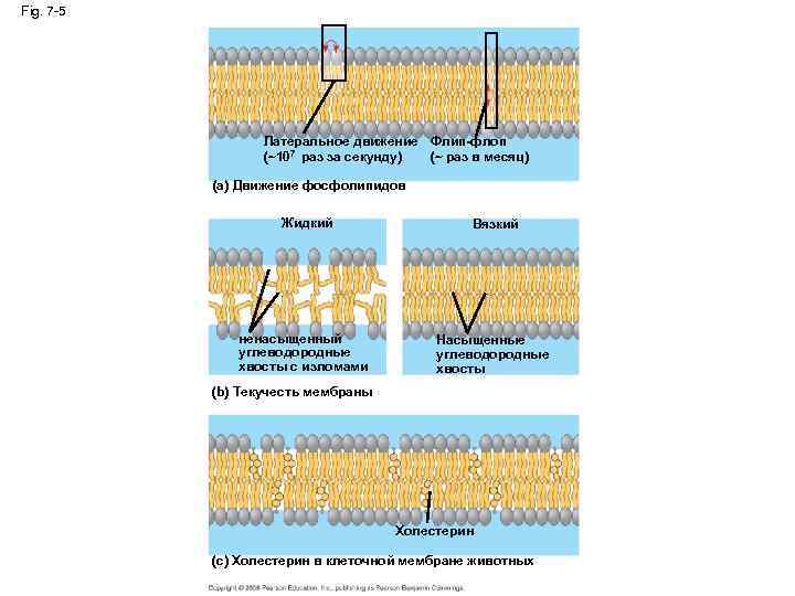 Fig. 7 -5 Латеральное движение Флип-флоп (~107 раз за секунду) (~ раз в месяц)