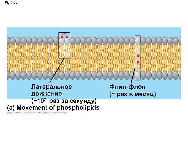 Fig. 7 -5 a Латеральное движение (~107 раз за секунду) (a) Movement of phospholipids
