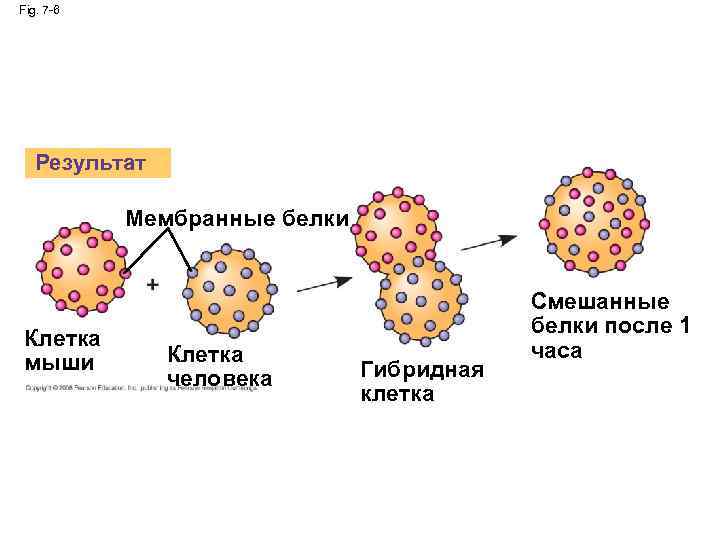 Fig. 7 -6 Результат Мембранные белки Клетка мыши Клетка человека Гибридная клетка Смешанные белки