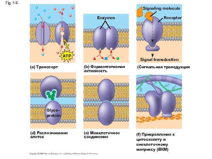 Fig. 7 -9 Signaling molecule Enzymes ATP (a) Транспорт Receptor Signal transduction (b) Ферментативная