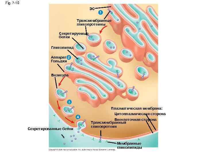 Fig. 7 -10 ЭС 1 Трансмембранные гликопротеины Секретируемые белки Гликолипид Аппарат 2 Гольджи Везикула