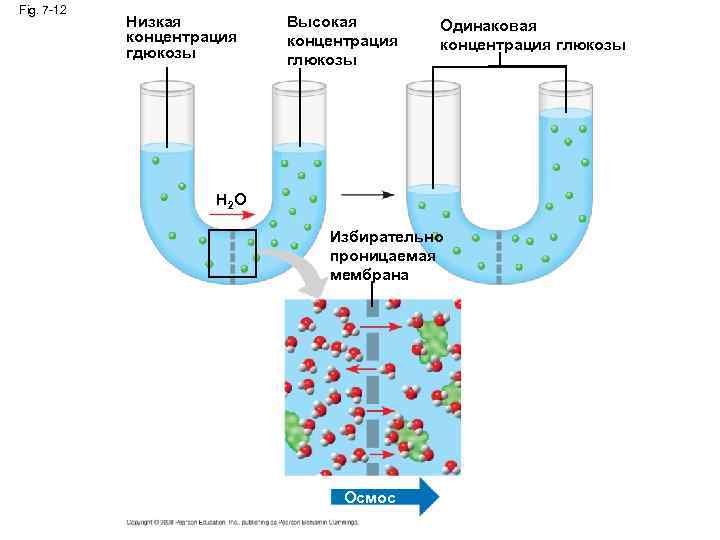 Fig. 7 -12 Низкая концентрация гдюкозы Высокая концентрация глюкозы Одинаковая концентрация глюкозы H 2