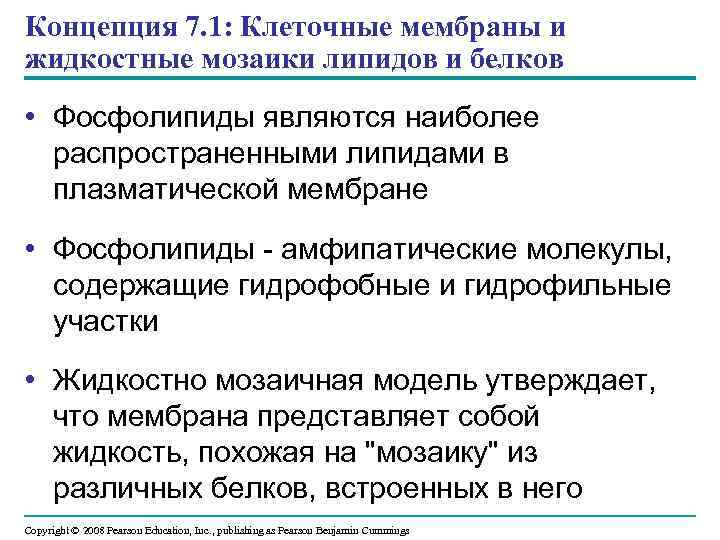 Концепция 7. 1: Клеточные мембраны и жидкостные мозаики липидов и белков • Фосфолипиды являются