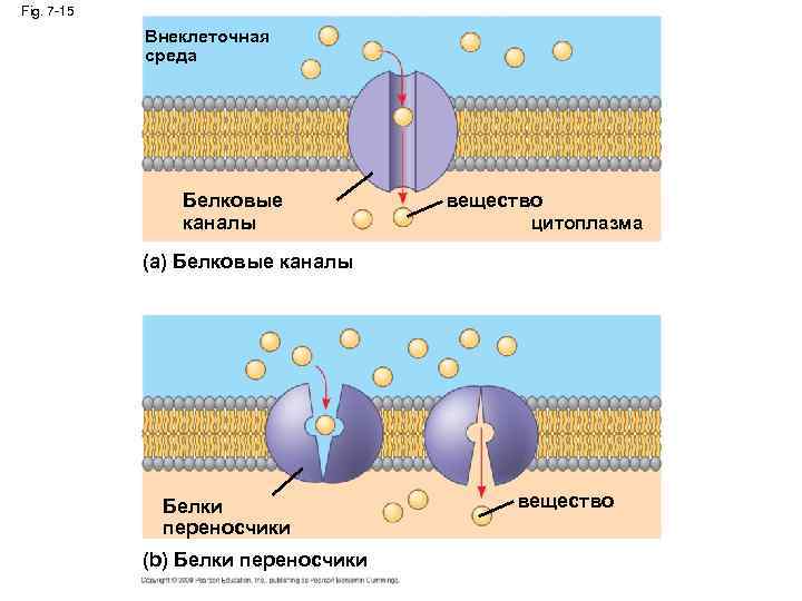 Fig. 7 -15 Внеклеточная среда Белковые каналы вещество цитоплазма (a) Белковые каналы Белки переносчики