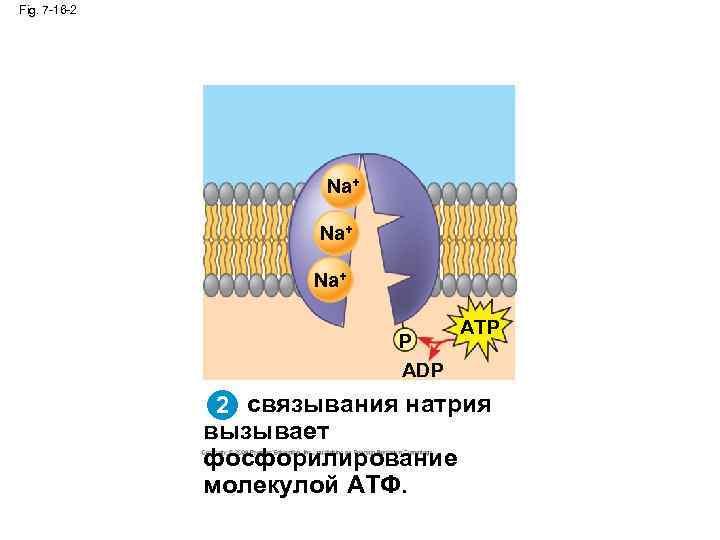 Fig. 7 -16 -2 Na+ Na+ P ADP ATP 2 связывания натрия вызывает фосфорилирование