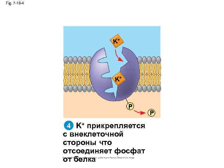 Fig. 7 -16 -4 K+ K+ P 4 K+ прикрепляется с внеклеточной стороны что