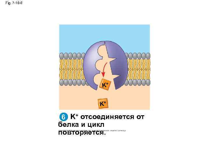 Fig. 7 -16 -6 K+ K+ 6 K+ отсоединяется от белка и цикл повторяется.