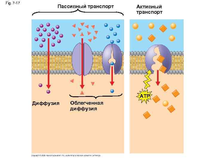 Fig. 7 -17 Пассивный транспорт Активный транспорт ATP Диффузия Облегченная диффузия 