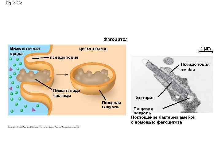 Fig. 7 -20 a Фагоцитоз Внеклеточная среда 1 µm цитоплазма псевдоподия Псевдоподия амебы Пища