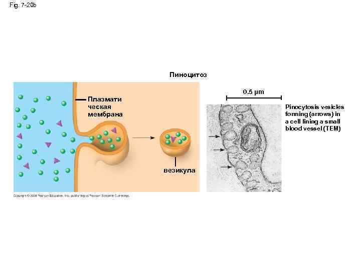 Fig. 7 -20 b Пиноцитоз 0. 5 µm Плазмати ческая мембрана Pinocytosis vesicles forming