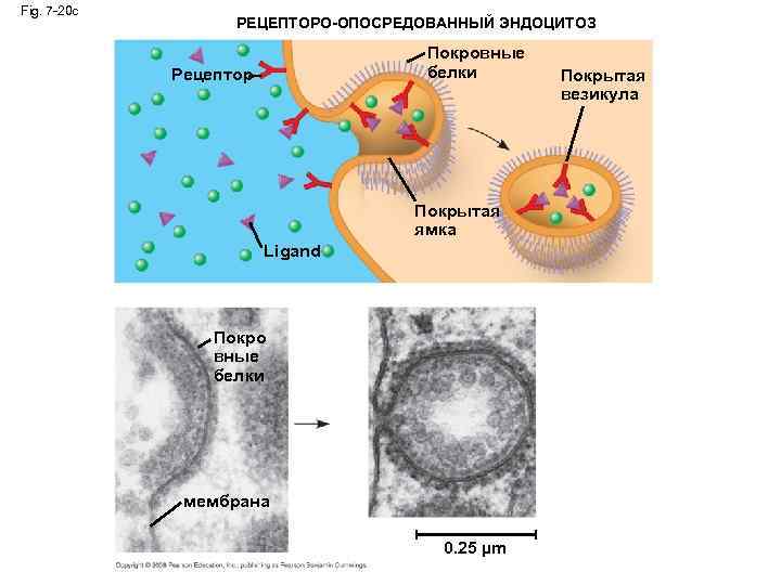 Fig. 7 -20 c РЕЦЕПТОРО-ОПОСРЕДОВАННЫЙ ЭНДОЦИТОЗ Покровные белки Рецептор Покрытая ямка Ligand Покро вные