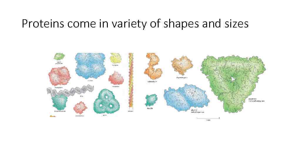 Proteins come in variety of shapes and sizes 