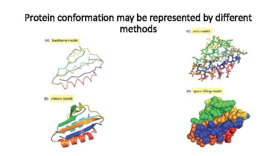 Protein conformation may be represented by different methods 