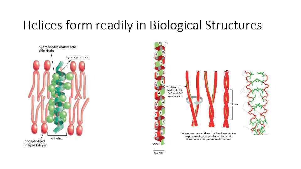 Helices form readily in Biological Structures 