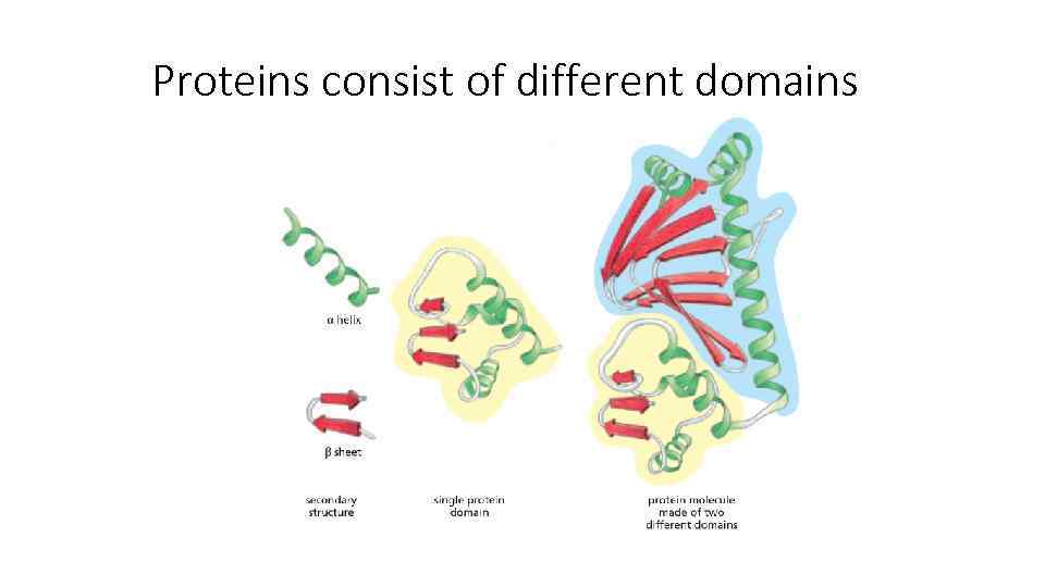 Proteins consist of different domains 