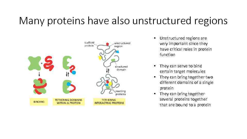 Many proteins have also unstructured regions • Unstructured regions are very important since they