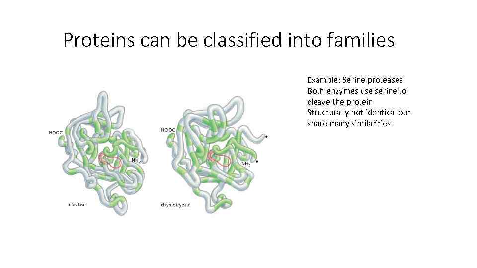 Proteins can be classified into families Example: Serine proteases Both enzymes use serine to