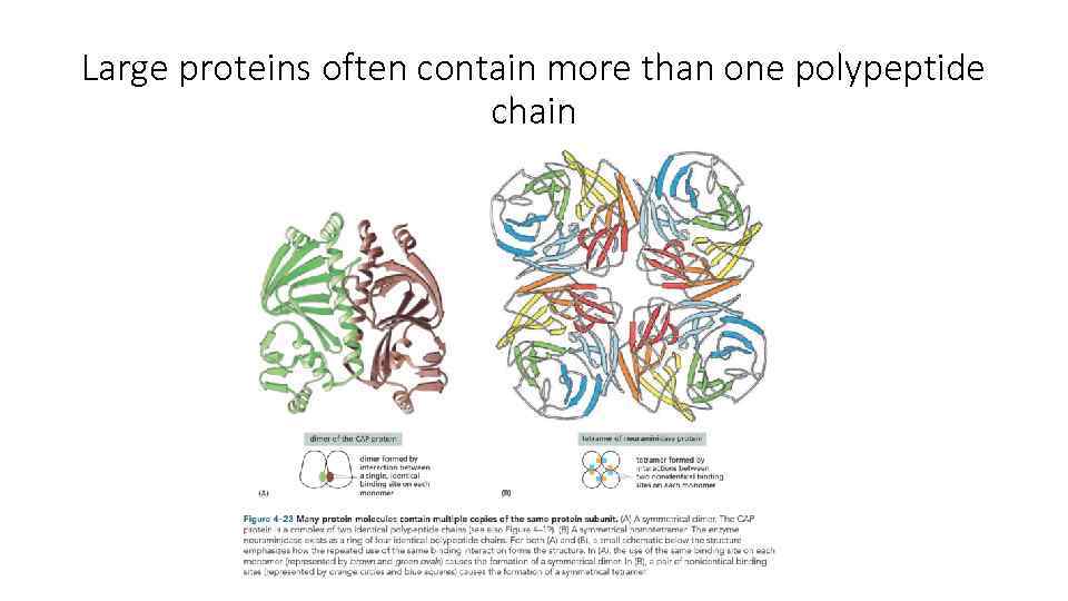 Large proteins often contain more than one polypeptide chain 