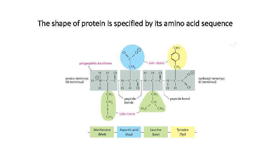 The shape of protein is specified by its amino acid sequence 