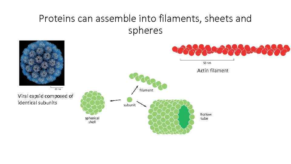 Proteins can assemble into filaments, sheets and spheres Actin filament Viral capsid composed of