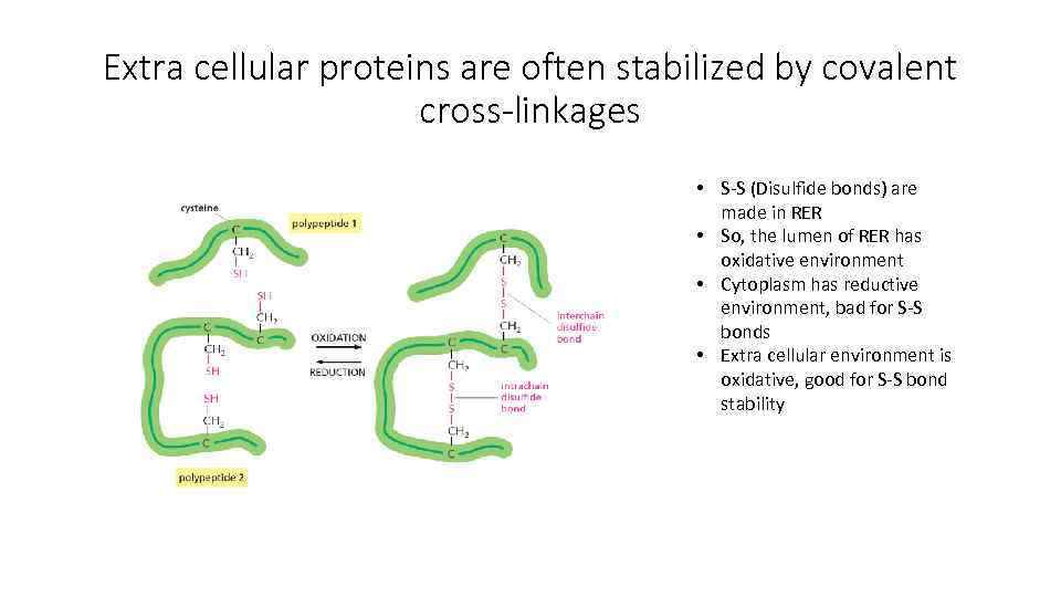 Extra cellular proteins are often stabilized by covalent cross-linkages • S-S (Disulfide bonds) are
