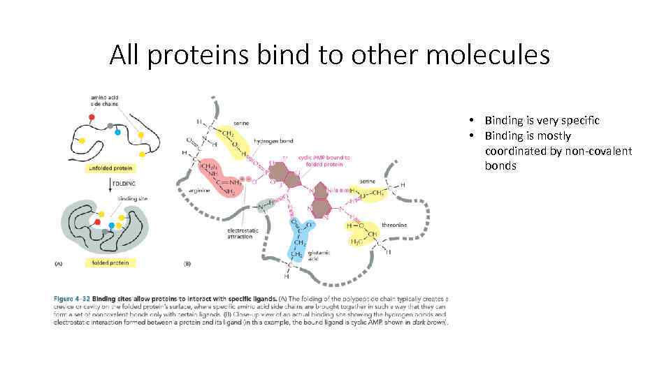 All proteins bind to other molecules • Binding is very specific • Binding is