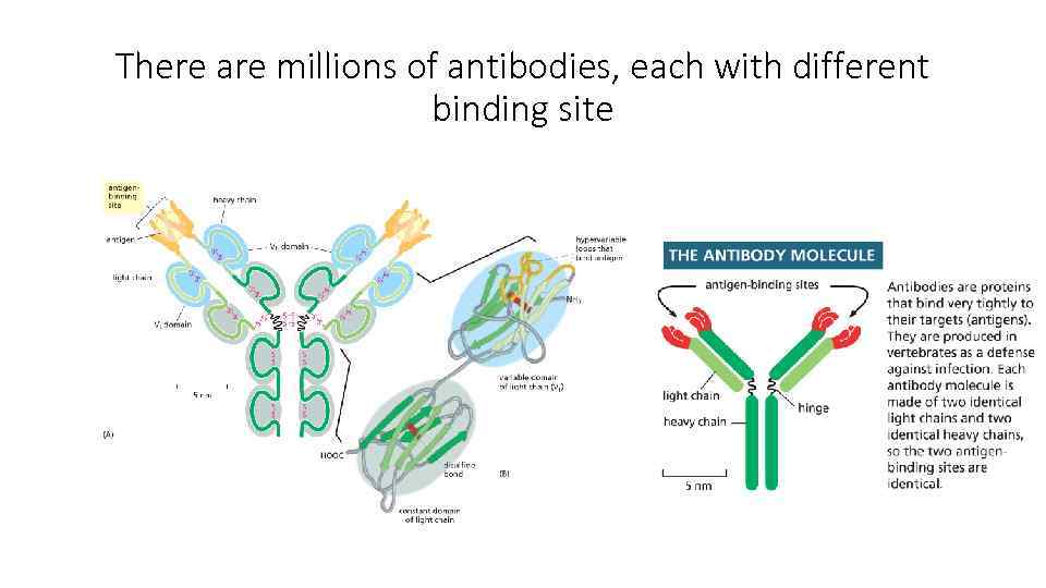 There are millions of antibodies, each with different binding site 