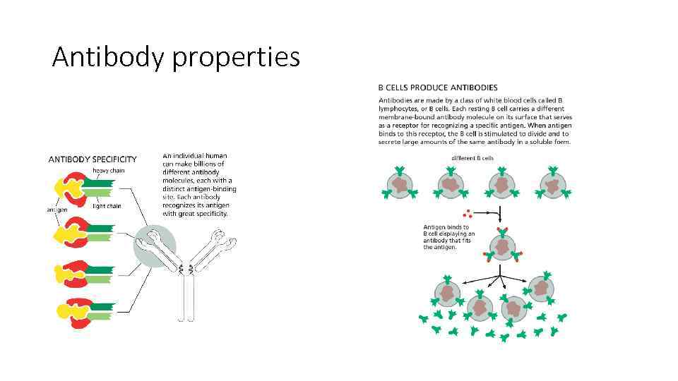 Antibody properties 