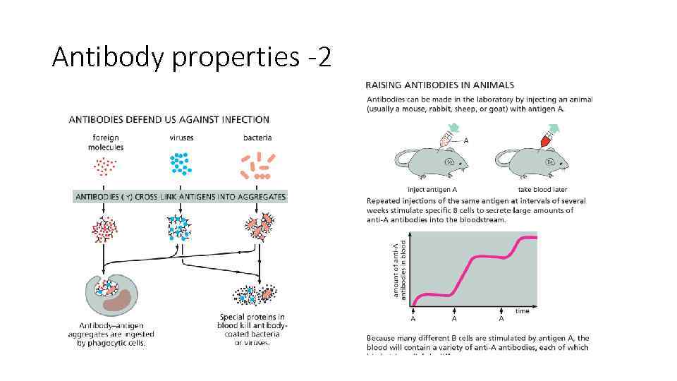 Antibody properties -2 