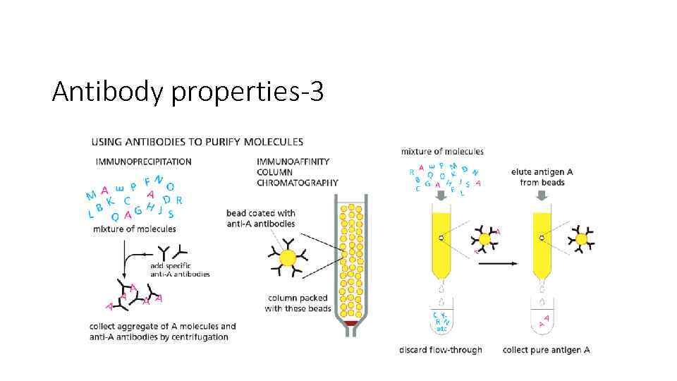 Antibody properties-3 